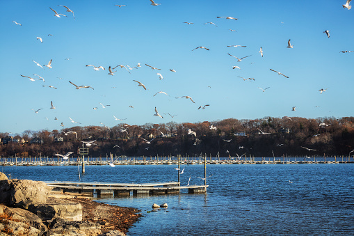 A large flock of seagulls is flying above a long jetty protruding out into Irondequoit Bay - an inland body of water connected to Lake Ontario along the south shore of the easternmost of the United States Great Lakes near Rochester, New York.
