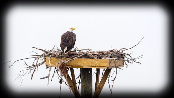 Bald Eagle Nesting Platform