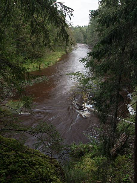 istock mountain river in summer surrounded by forest 530662459