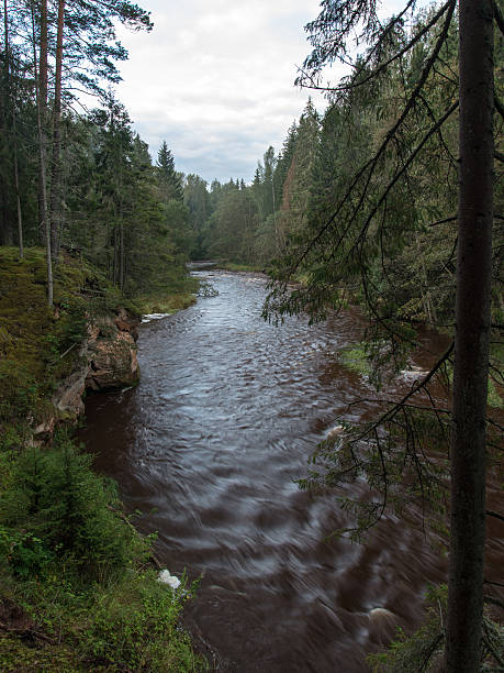 istock mountain river in summer surrounded by forest 530662463