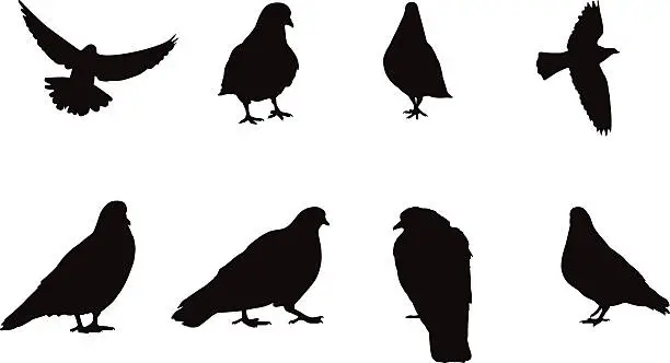 Vector illustration of Silhouettes of pigeons