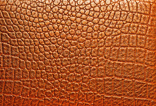 istock Texture of crocodile skin, can use as background 530662593