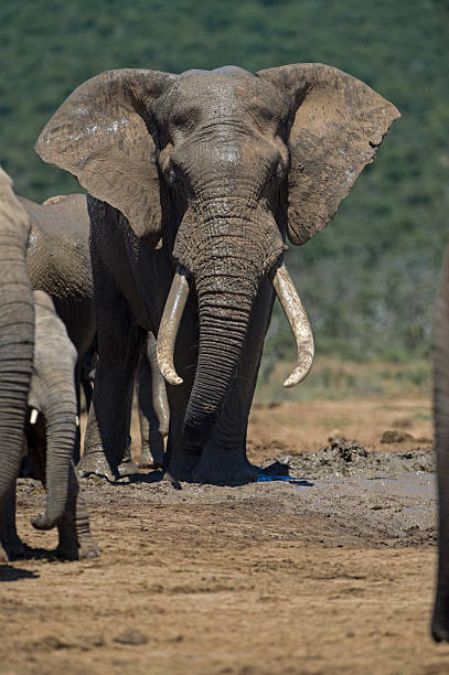 istock Giant Elephant Hapoor dam 530662747