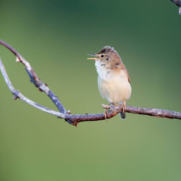 marsh luì (acrocephalus palustris) - bird warbler birdsong singing foto e immagini stock