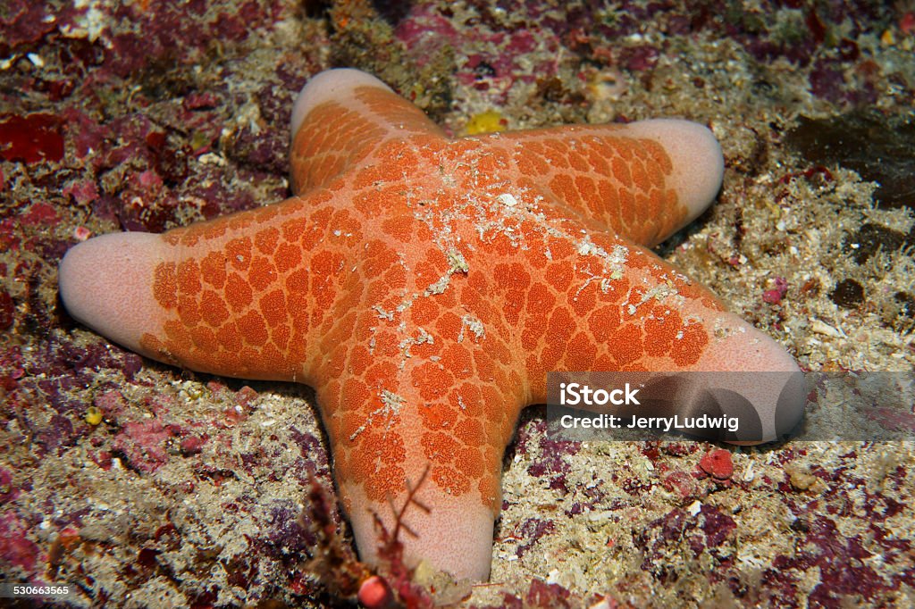 Granular Sea Star A granular sea star glides across a Wakatobi, Indonesia coral reef. Coral - Cnidarian Stock Photo