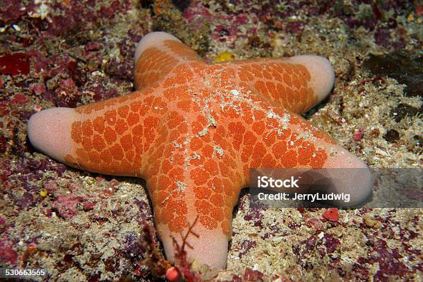 Granular Sea Star Stock Photo - Download Image Now - Coral - Cnidarian, Coral Triangle, Horizontal