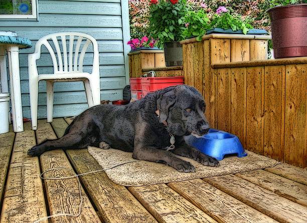 istock Lab dog lesuirely eating 530664209