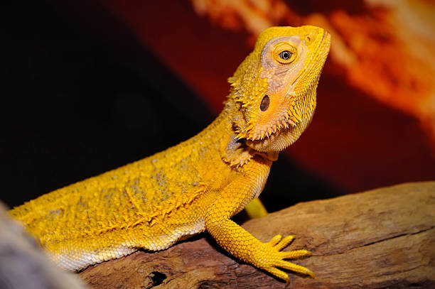istock Bearded dragon on the wood 530667013