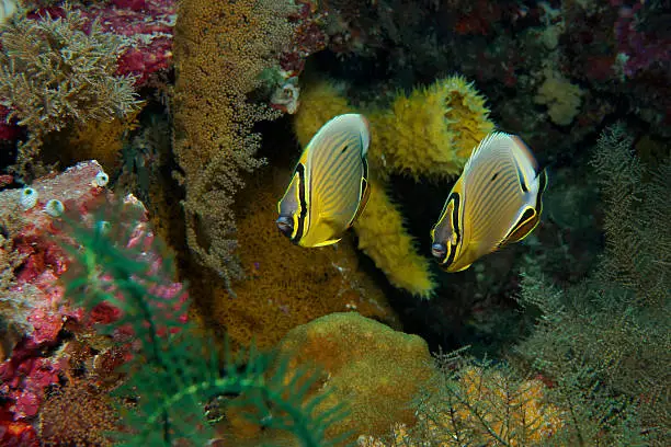 A pair of redfin butterflyfish grace a Wakatobi, Indonesia, coral reef