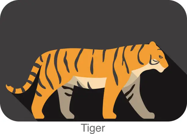 Vector illustration of Tiger walking side flat 3D icon design