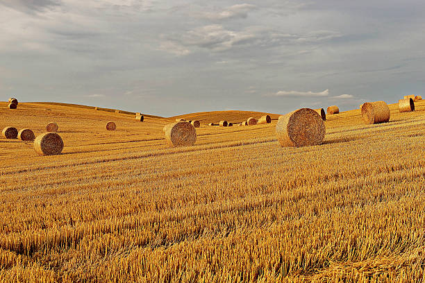 istock Countryside view of cultivated fields 530668919