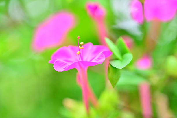 istock Milabilis jalapa 530669215
