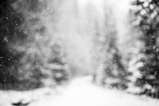 istock Snowing against winter forest. 530669683