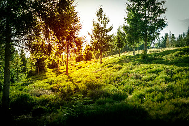istock Forest glade with sunset in Poland. 530670019