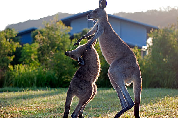 Ripping out the throat Kangaroos playing. kangaroos fighting stock pictures, royalty-free photos & images