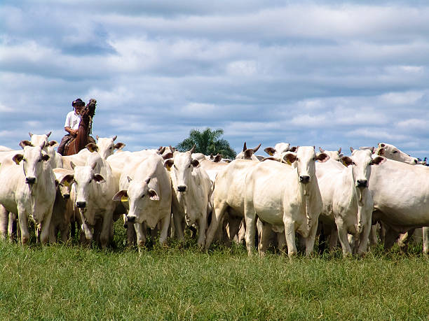 vache de cowboy mener un troupeau - berger photos et images de collection