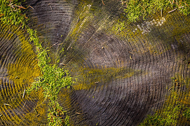 texture tronco coperto di vegetazione con muschio. - close cut foto e immagini stock