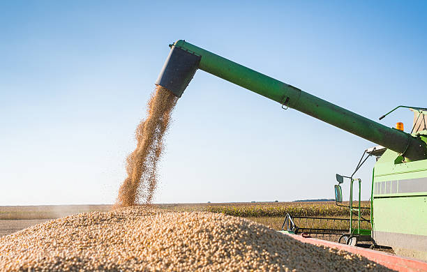 istock Harvesting of soybean 530671959