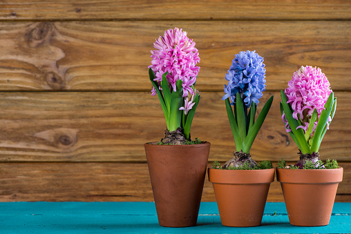 Daffodils and Hyacinths on the pavement outside a residential house in the city of Amsterdam