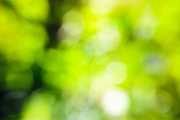 istock bokeh leaf of nature background 530673681