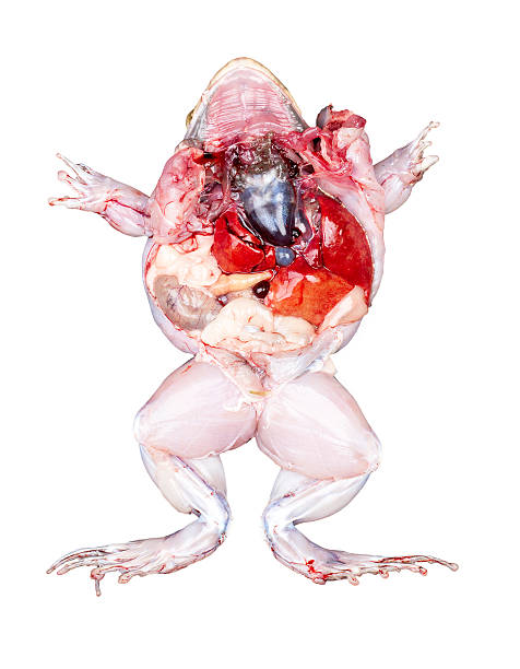 istock Frog entrails isolated on white 530673753