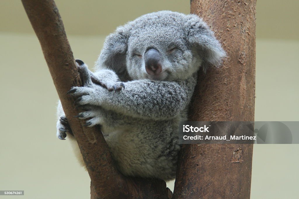 koala se reposer et dormir sur son tree - Photo de Faune libre de droits