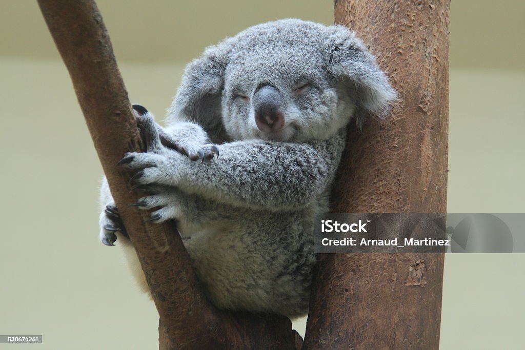koala resting and sleeping on his tree koala resting and sleeping on his tree with an happy smile on his face Animal Stock Photo