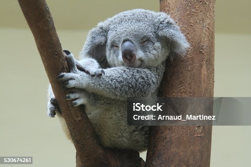 20,800+ Cute Koala Stock Photos, Pictures & Royalty-Free Images - iStock