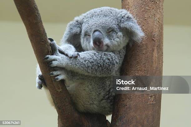 Koala Resting And Sleeping On His Tree Stock Photo - Download Image Now - Animal, Koala, Cute