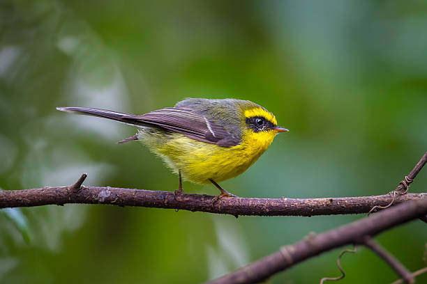 istock Yellow-bellied Fantail 530691797