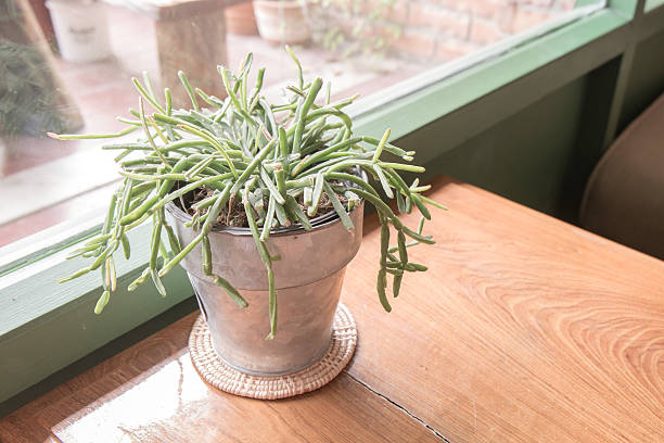 istock The houseplant 530691843