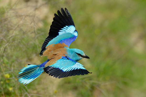 istock european roller (coracias garrulus) outdoor 530692195