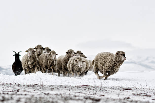 istock sheep in cold white winter landscape 530692283