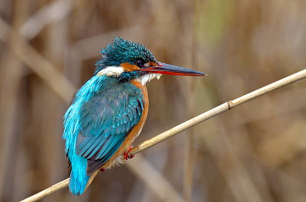 istock kingfisher (alcedo atthis) in natural habitat 530692293