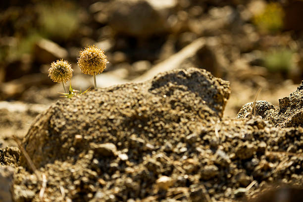 Close-up Dried Flowers with Thorns in the Desert Ladakh ,India