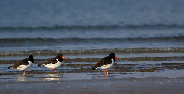 istock Eurasian oystercatchers 530692381