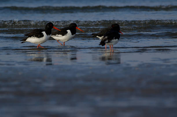 istock Eurasian oystercatchers 530692385
