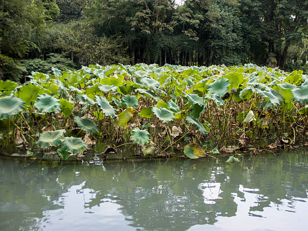 istock lotus garden pond 530692739