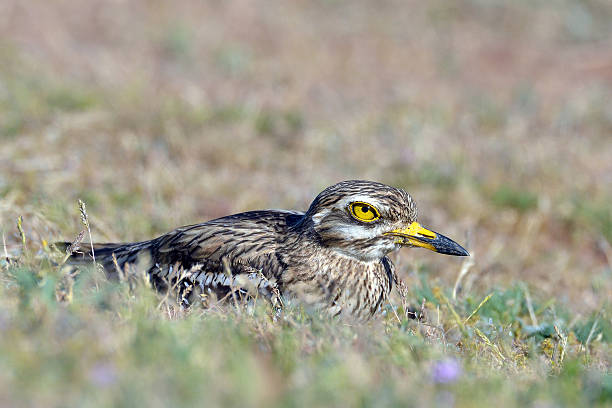 Burhinus oedicnemus (Eurasian Thick-knee, Eurasian Stone-curlew , Stone Curlew )