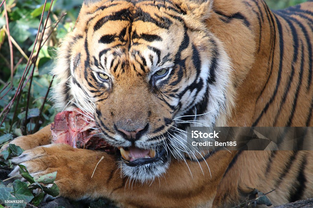 Sumatran Tiger - Royaltyfri Tiger Bildbanksbilder