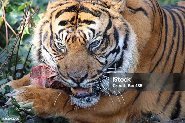 Sumatran Tiger-foton och fler bilder på Tiger - Tiger, Äta, Djur