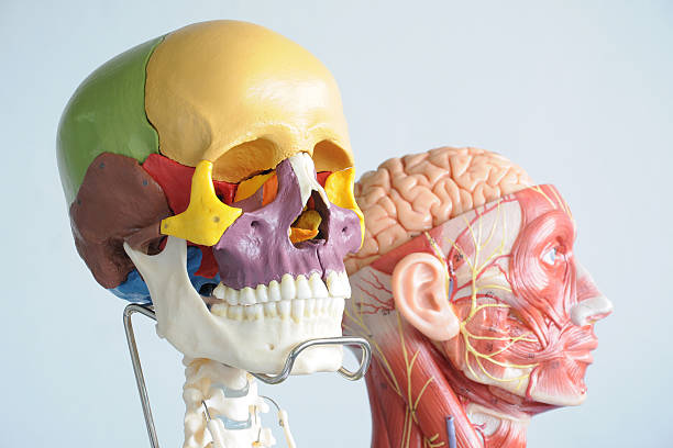 istock human skull and face muscle 530693239