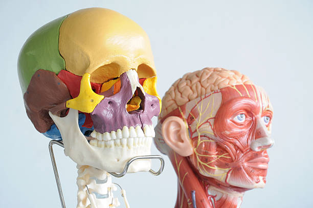 istock human skull and face muscle 530693241