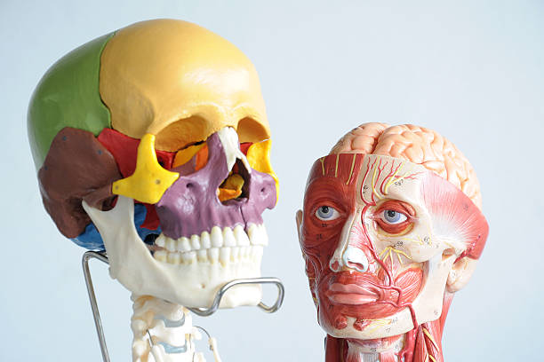 人の頭蓋骨と顔の筋肉 - human muscle the human body people muscular build ストックフォトと画像