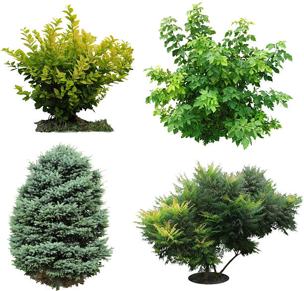 Trees, bushes izolated. Isolated trees and shrubs. coniferous tree stock pictures, royalty-free photos & images