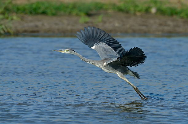 istock grey heron in natural habitat (ardea cinerea) 530693319