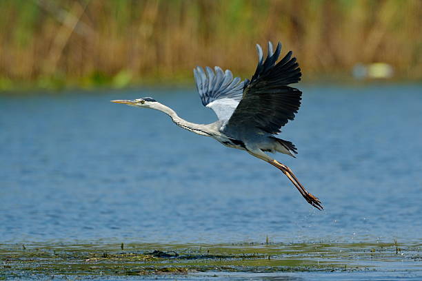istock grey heron in natural habitat (ardea cinerea) 530693325