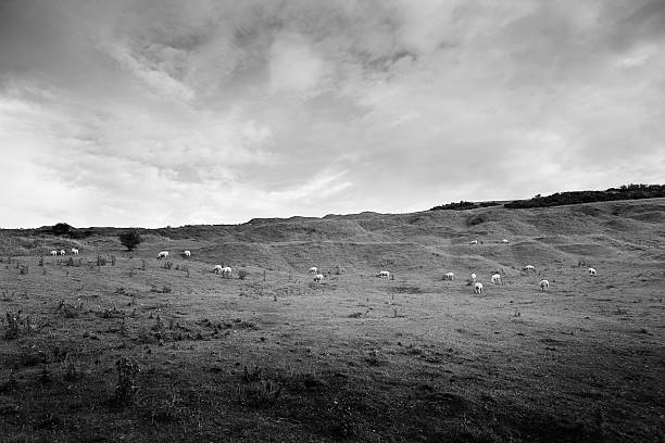 istock On the side of a hillside, England 530693923