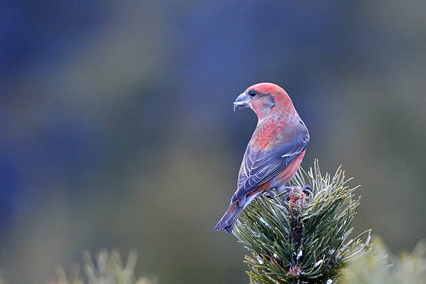 istock crossbill in natural habitat (loxia curvirostra) 530694435