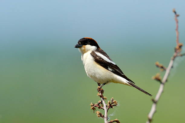 istock The woodchat shrike (Lanius senator) 530694481